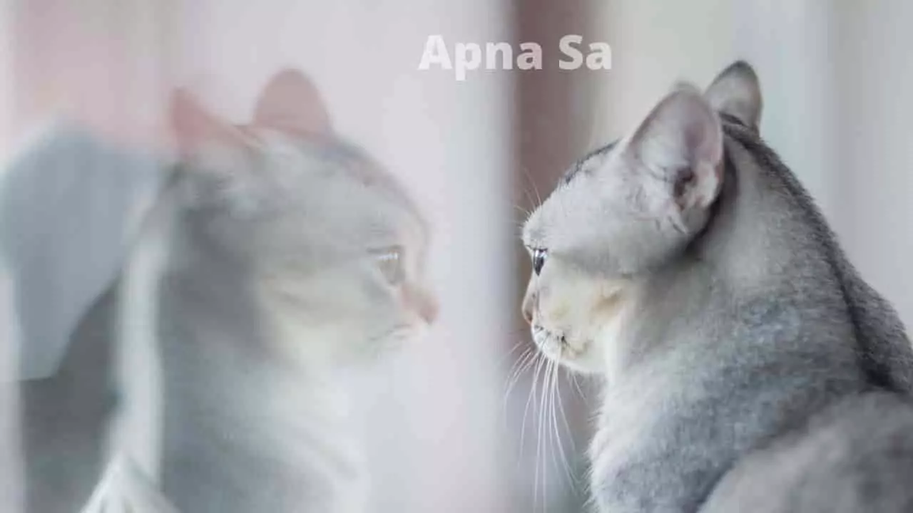 Apna Sa Meaning In English